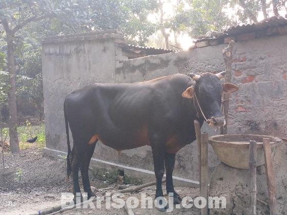 গরু বিক্রি করা হবে